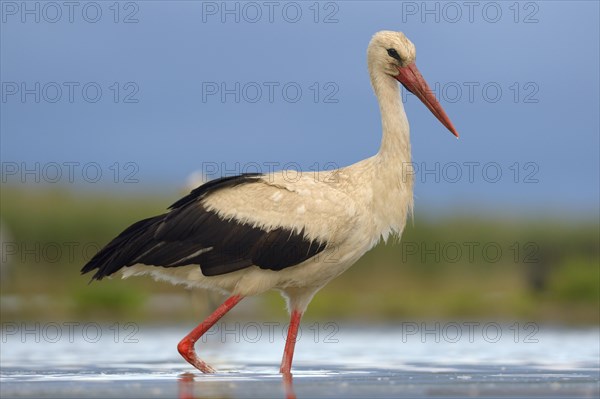 White Stork (Ciconia ciconia) foraging