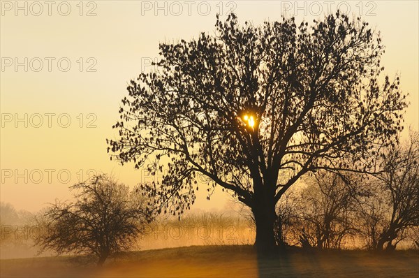 Old Ash tree (Fraxinus excelsior) at sunrise