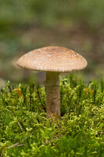 Blusher (Amanita rubescens)