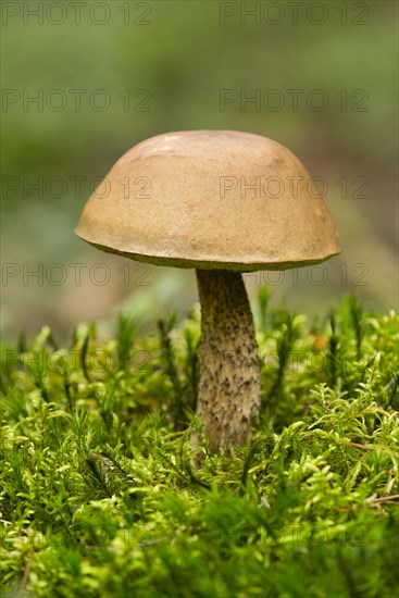 Birch Bolete (Leccinum scabrum)