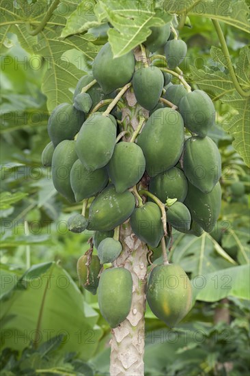 Papaya tree with papaya fruits (Carica papaya)