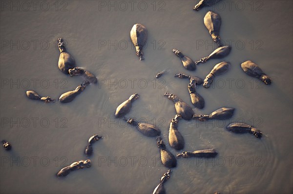 Hippos (Hippopotamus amphibicus)