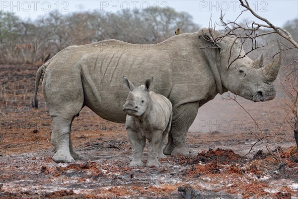 White Rhinoceros (Ceratotherium simum) with calf