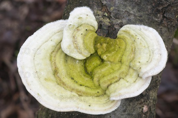 Hairy Bracket (Trametes hirsuta)