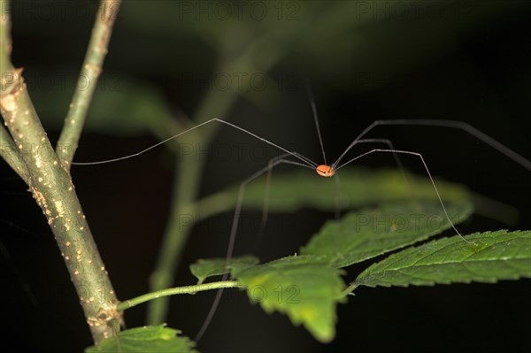 Harvestman