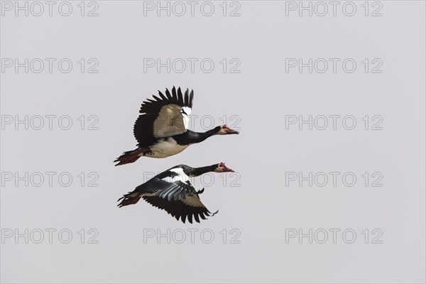 Spur-winged Geese (Plectropterus gambensis)