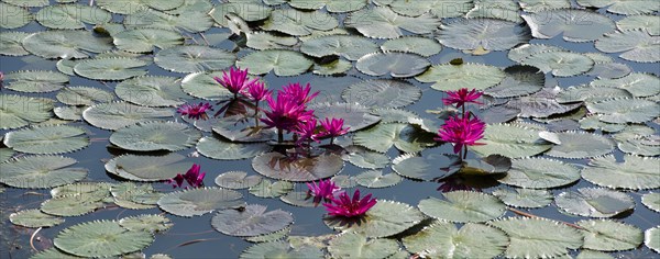 Lotus flowers (Nelumbo)