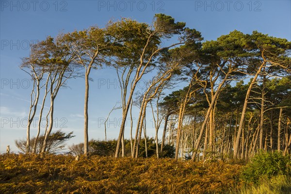 European beeches (Fagus sylvatica) and Scots pine (Pinus sylvestris)
