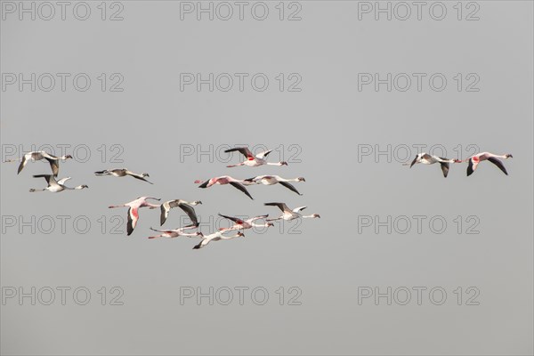 American Flamingo (Phoenicopterus ruber) colony in flight