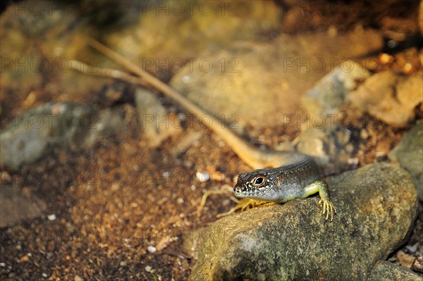 Rainbow skink (Trachylepis comorensis)