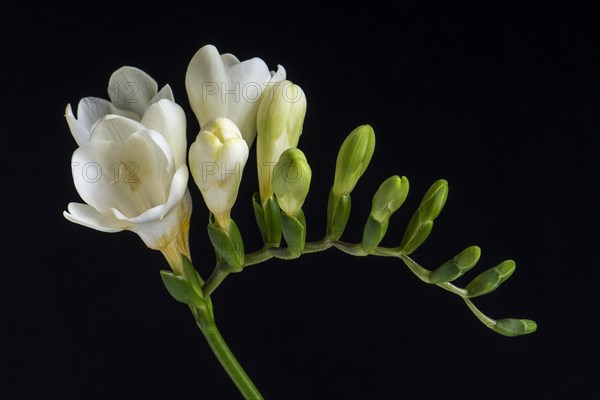 White Freesia (Freesia)