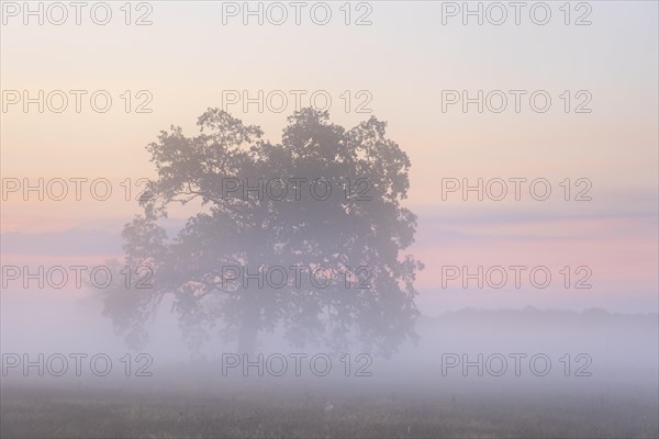 Solitaire Oak