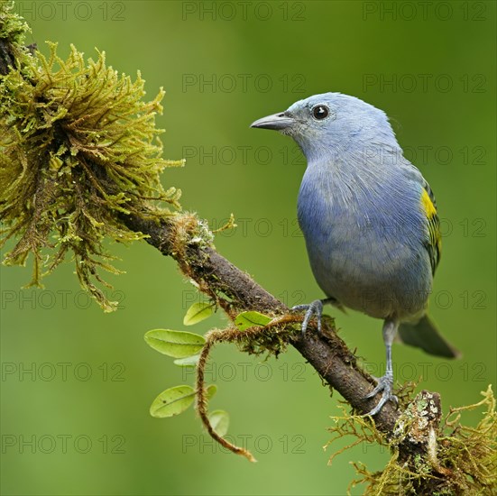 Golden-chevroned tanager (Thraupis ornata)