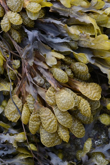 Spiral Wrack or Flat Wrack (Fucus spiralis)