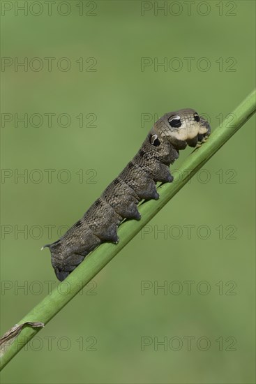 Caterpillar