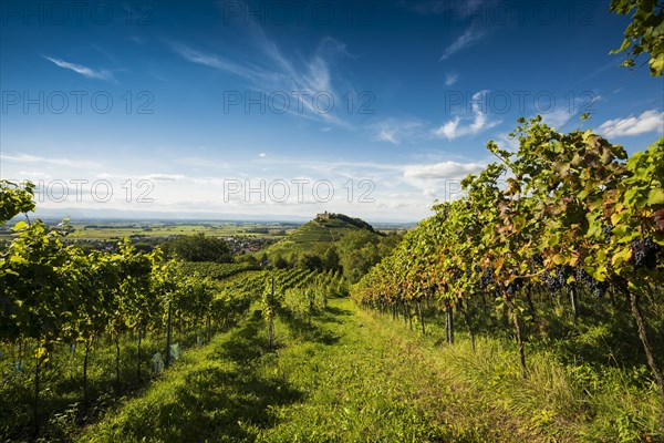 Vineyards and Staufen castle