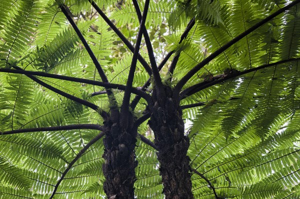 Giant tree ferns