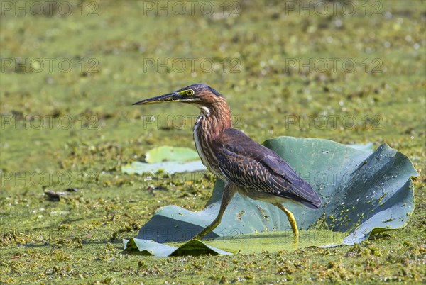 Green Heron (Butorides virescens) balancing on lotus leaf in a swamp