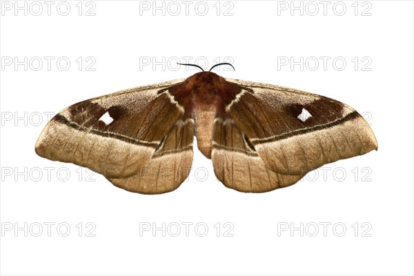 Cabbage Tree Emperor Moth (Bunaea alcinoe)