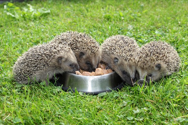Hedgehog (Erinaceus europaeus)