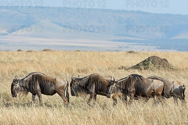 Blue Wildebeest migration (Connochaetes taurinus)