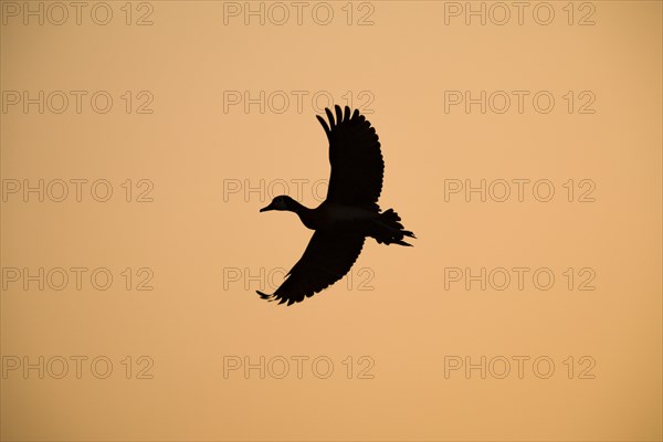 White-faced Whistling Duck (Dendrocygna viduata) silhouetted in flight