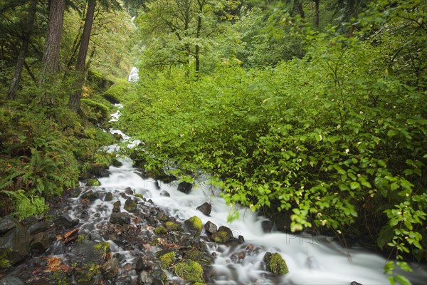 Wahkeena Falls