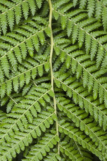 Golden Tree Fern (Dicksonia fibrosa)