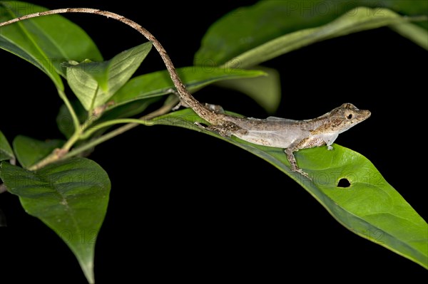 Ortoni's Anole