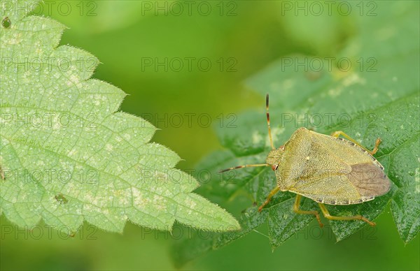 Green shield bug (Palomena prasina)