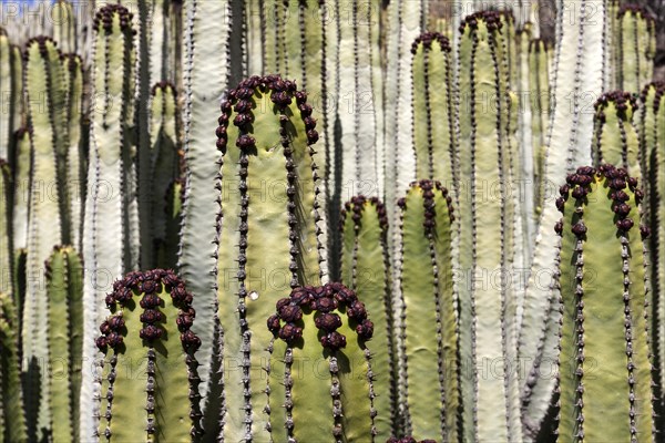 Candelabra tree (Euphorbia candelabrum)