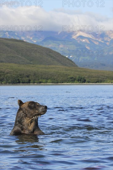 Brown bear (Ursus arctos)