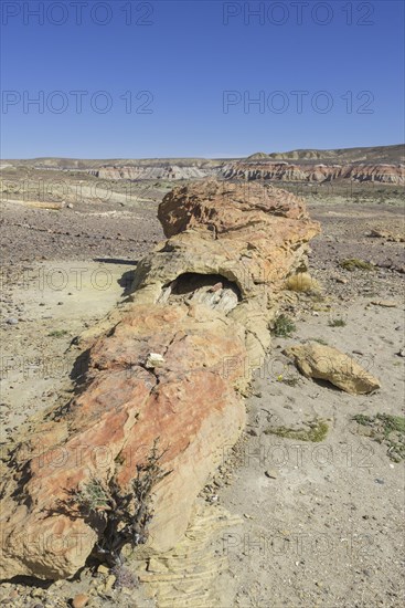 Petrified forest Bosque Petrificado National Monument