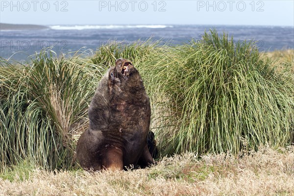 South American sea lion (Otaria flavescens)