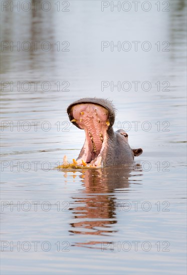 Hippopotamus (Hippopotamus amphibius) in a water hole opening its mouth