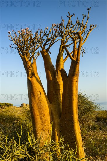 Bottle Tree (Adenium obesum) in bloom