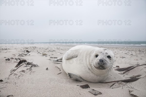 Grey seal (Halichoerus grypus)