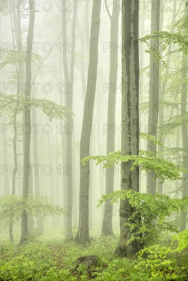 Beech forest