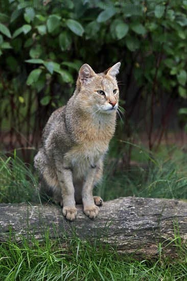 Jungle Cat (Felis chaus)