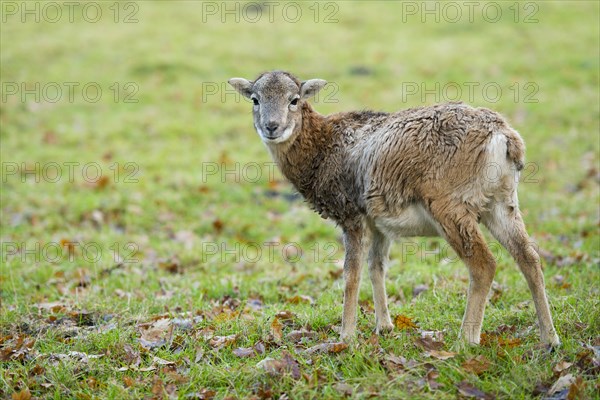 Mouflon (Ovis ammon musimon)