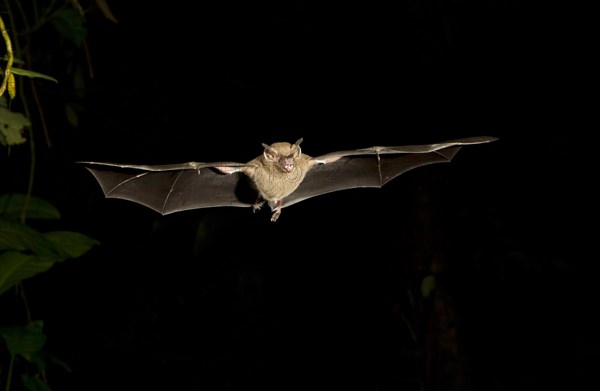 Jamaican Fruit Bat (Artibeus jamaicensis) flying at night