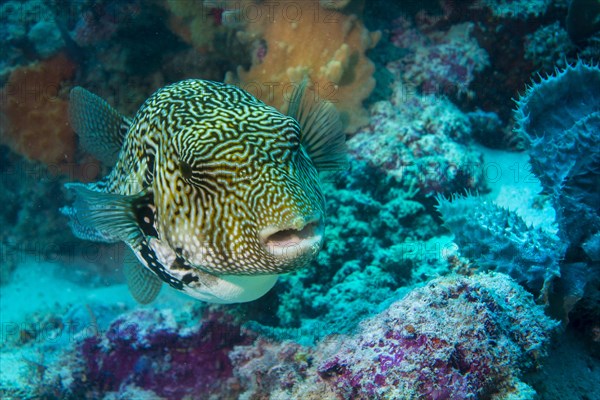 Map Puffer or Map Pufferfish (Arothron mappa)