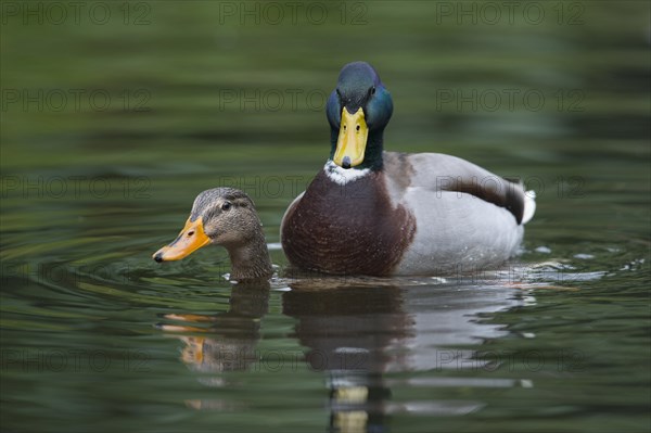 Mallards (Anas platyrhinchos)