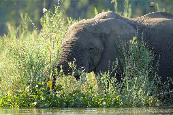 African Elephant (Loxodonta africana) feeding at the water's Edge