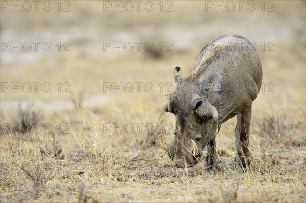 Desert Warthog (Phacochoerus aethiopicus)