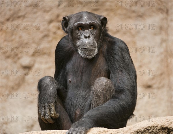 Western Chimpanzee or West African Chimpanzee (Pan troglodytes verus)