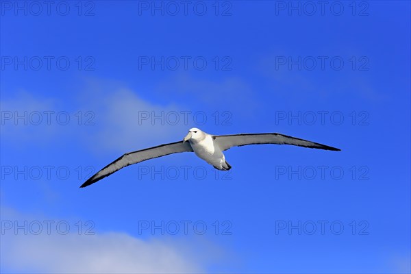 Shy albatross (Thalassarche cauta)