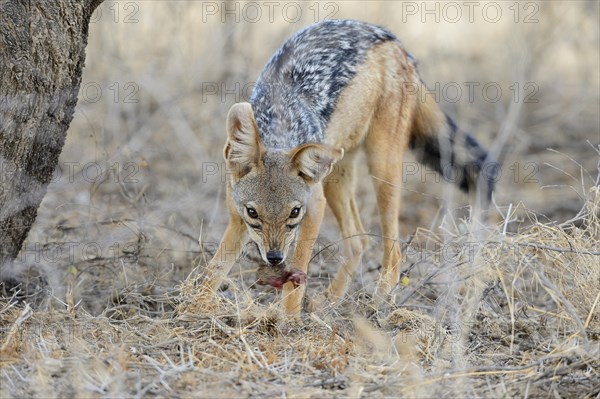 Black-backed Jackal (Canis mesomelas)