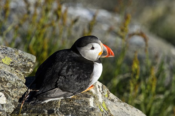 Common Puffin or Atlantic Puffin (Fratercula arctica)