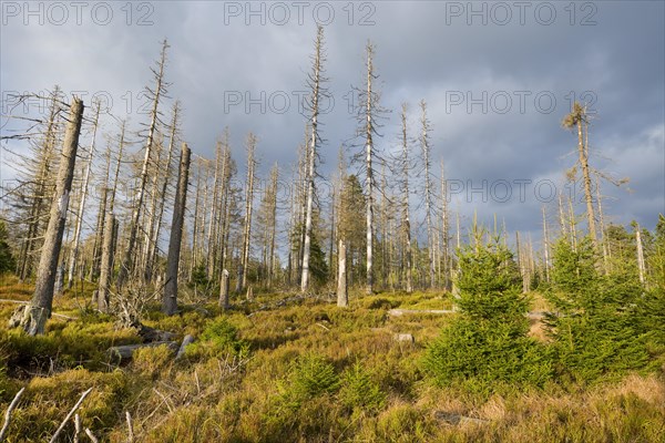 Forest regeneration through natural rejuvenation in the Harz National Park